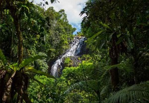 picture of mungalli falls, cairns tablelands