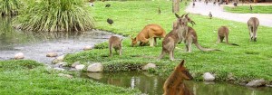 wildlife habitat kangaroos