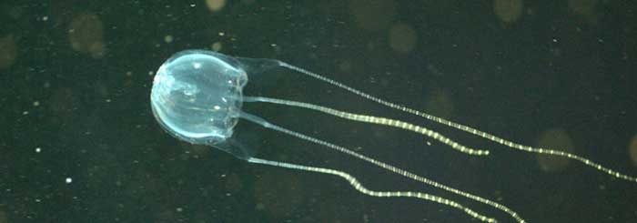 picture of a box jellyfish