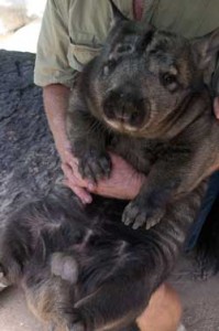 picture of a wombat