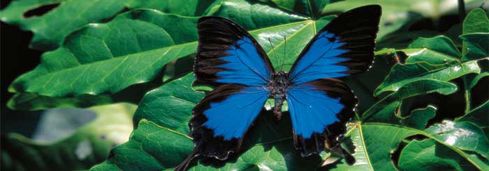 picture of ulysses butterfly