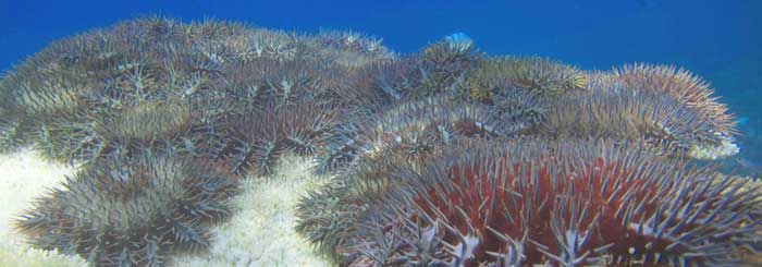 picture of crown of thorns starfish