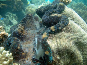 picture of a giant clam