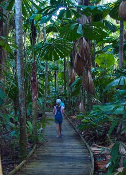 things to do in cape tribulation