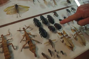 daintree bug museum, things to do in cape tribulation