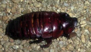 biggest cockroach