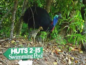 picture of cassowary with chick