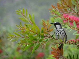 white cheeked honeyeater