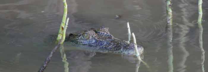 Crocodile Spotting Cruise on the Daintree River
