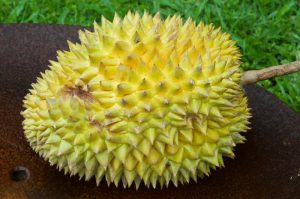 picture of durian